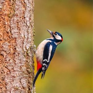 Füzet, tűzött, A4, vonalas, 80 lap, COOL BY VICTORIA "Birds"