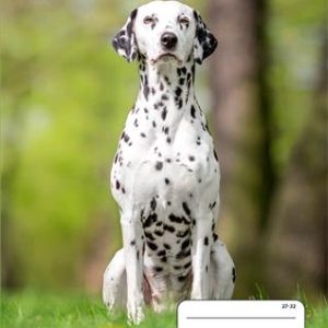 Füzet, tűzött, A5, kockás, 32 lap, COOL BY VICTORIA "B&W dogs", "27-32"