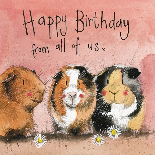 Képeslap Alex Clark borítékkal, 14x14 cm, Hörcsögök HBD 1 Képeslap Alex Clark borítékkal, 14x14 cm, Hörcsögök HBD