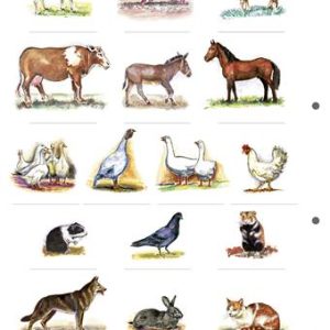 Tanulói munkalap, A4, STIEFEL" A ház körül élő állatok"